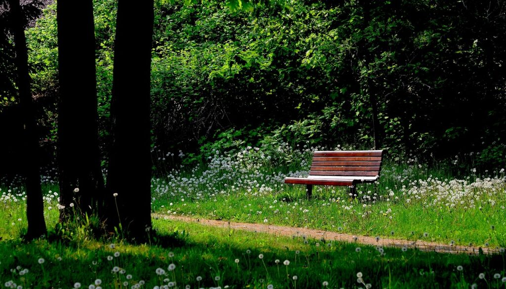 bench nature trees sheets forest 573633