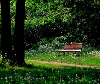 bench nature trees sheets forest 573633