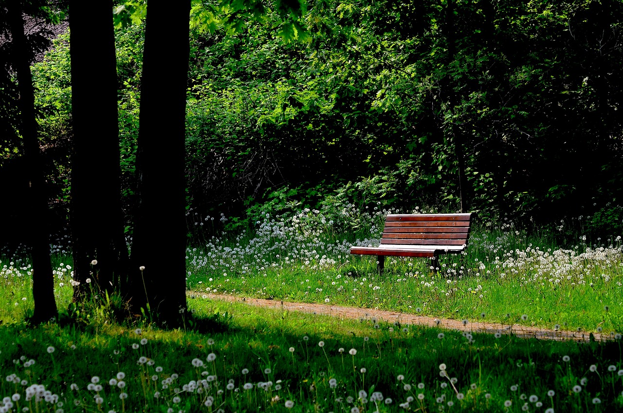 bench nature trees sheets forest 573633
