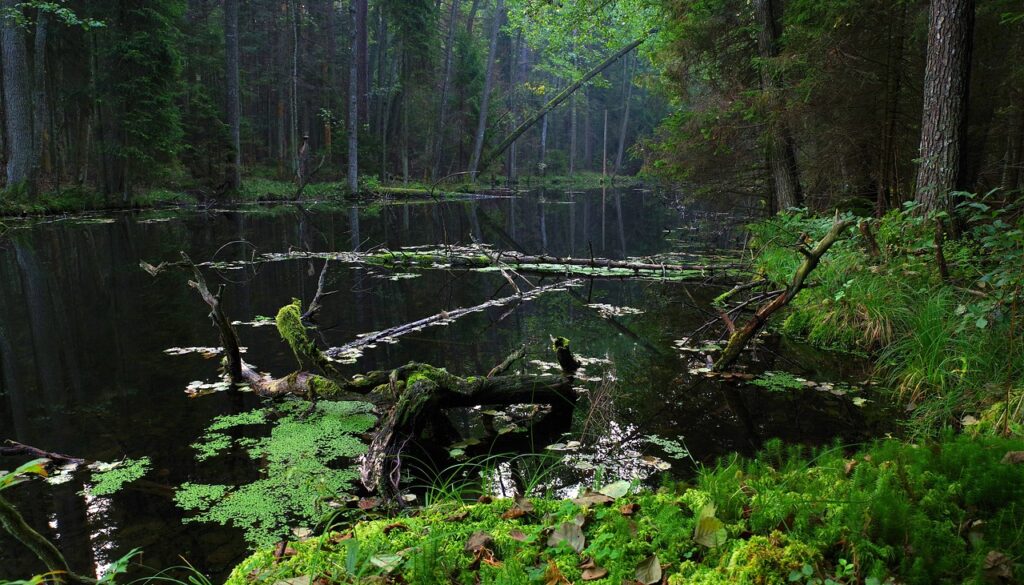 poland mites black pond the tract 3881406