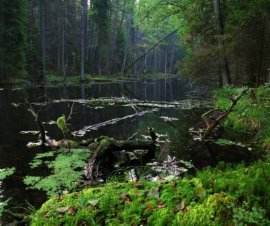 poland mites black pond the tract 3881406