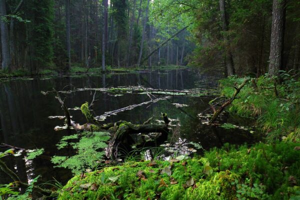 poland mites black pond the tract 3881406