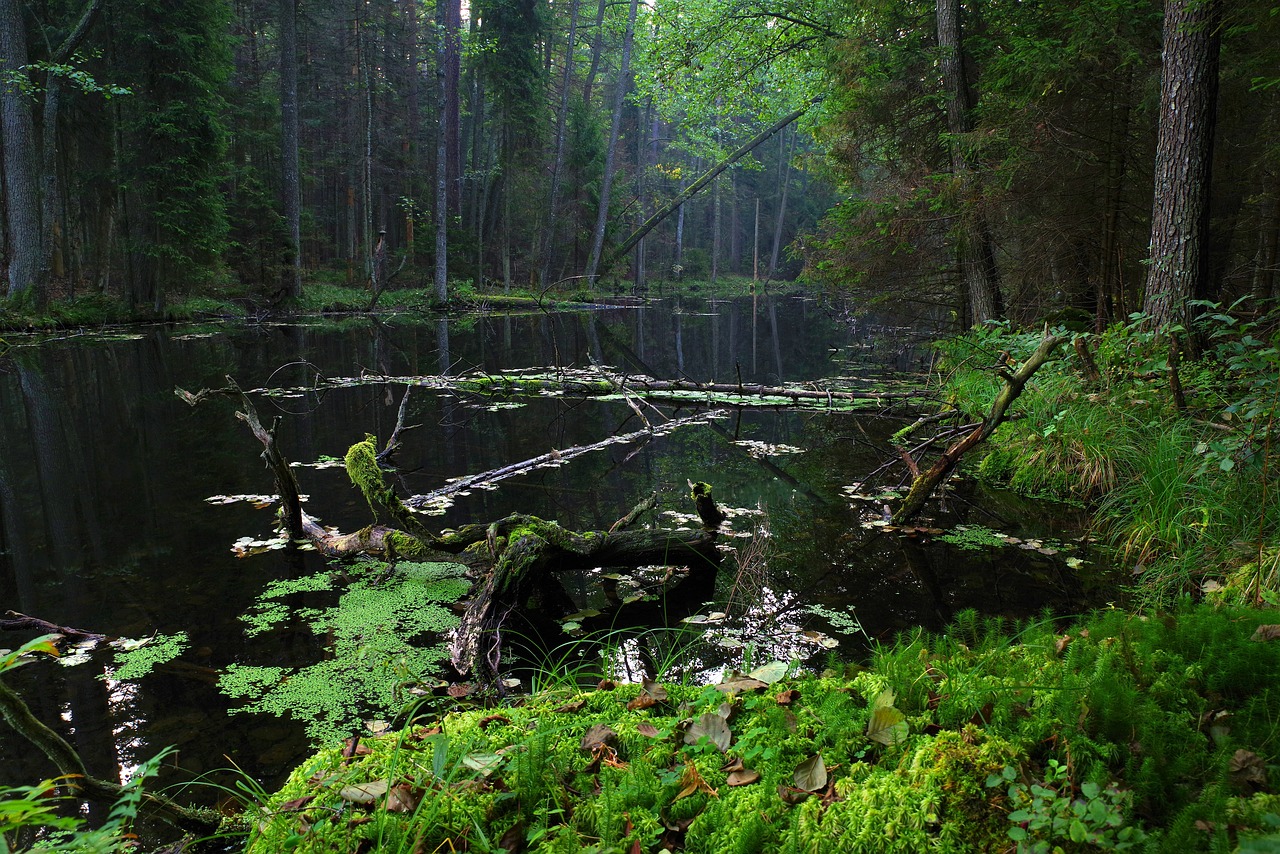 poland mites black pond the tract 3881406