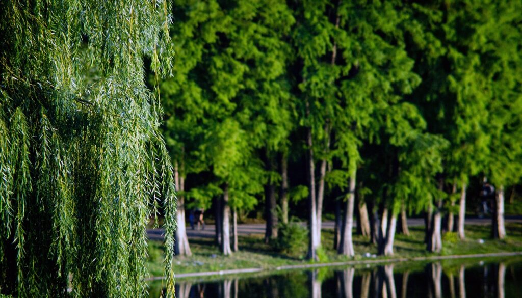 trees nature park outdoors lake 6742028