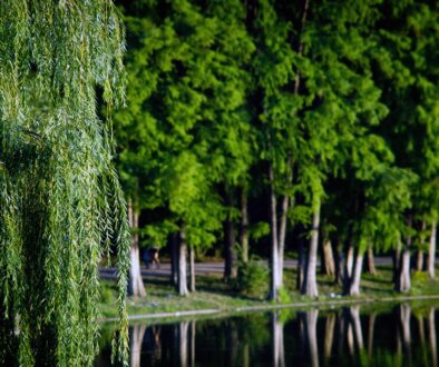 trees nature park outdoors lake 6742028