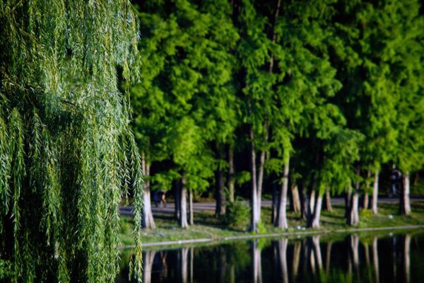 trees nature park outdoors lake 6742028