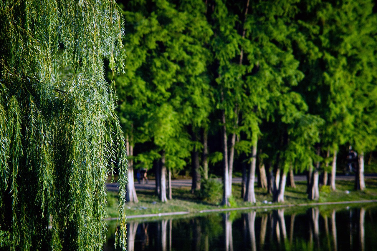 trees nature park outdoors lake 6742028